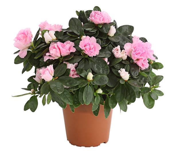 Zimmerazalee - Rhododendron simsii