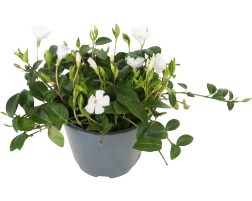 Witte Maagdenpalm FloraSelf Vinca minor 'Alba' Ø 13 cm pot