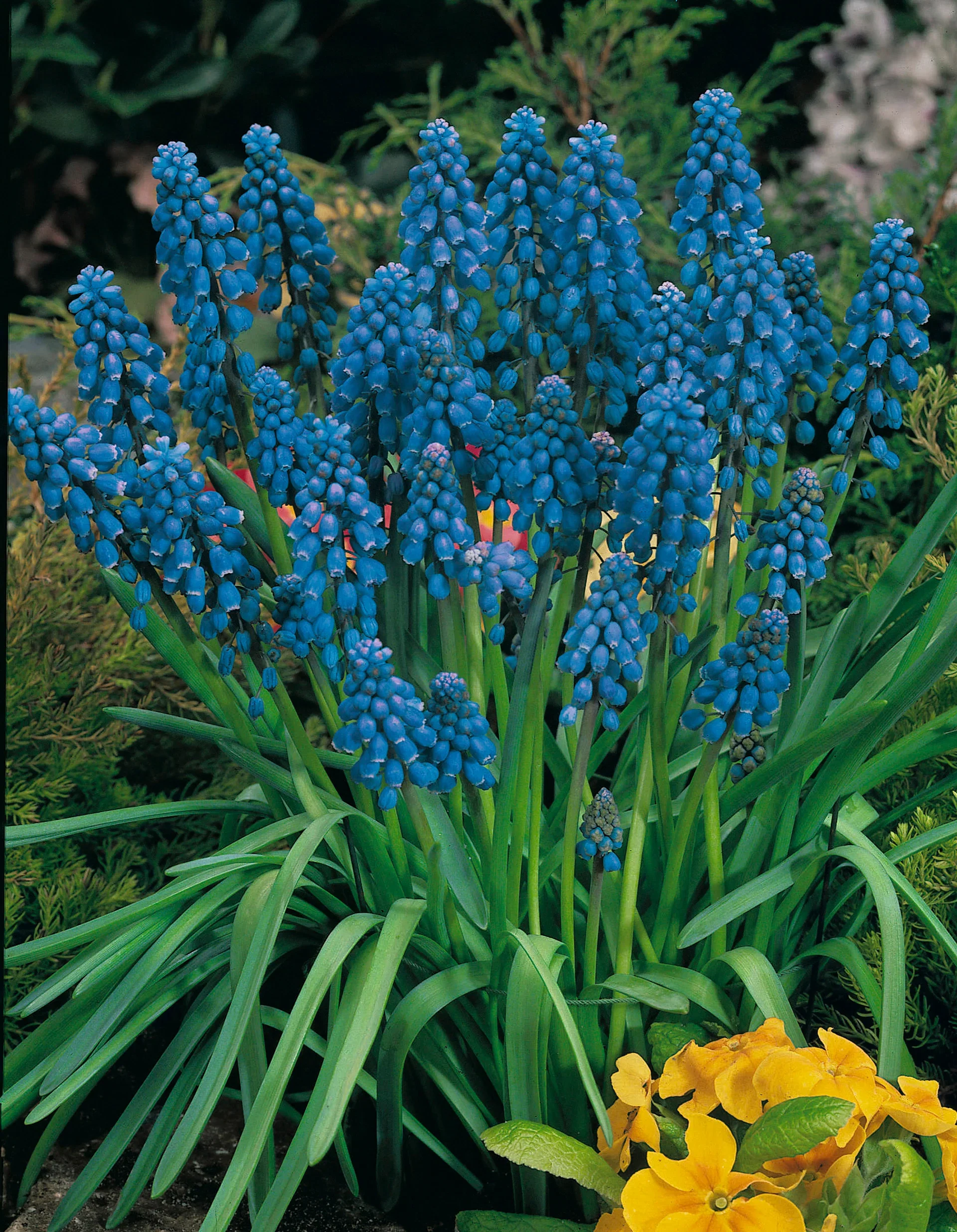 Muscari armeniacum Armeniaperleblomst
