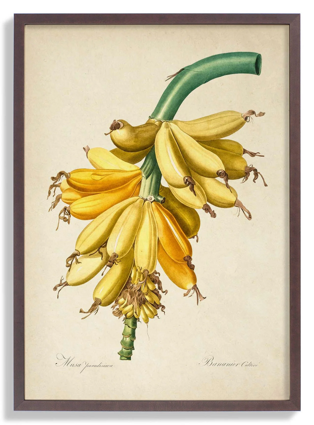 Banane