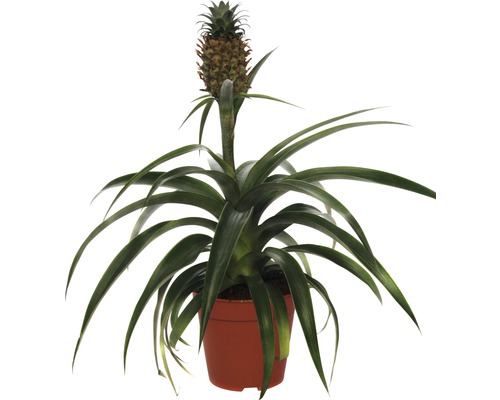 FloraSelf Ananas x Hybride H 45-55 cm Ø 12 cm pot