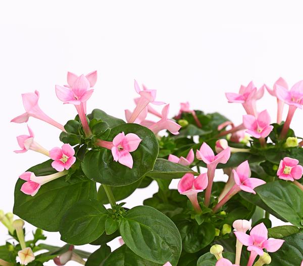 Bouvardie - Bouvardia, verschiedene Farben