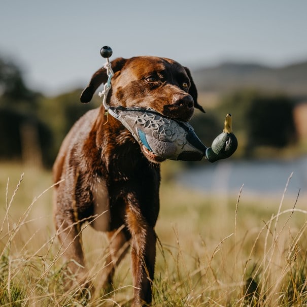 HP&G Training Tool Mallard<br>Til trening av hund!