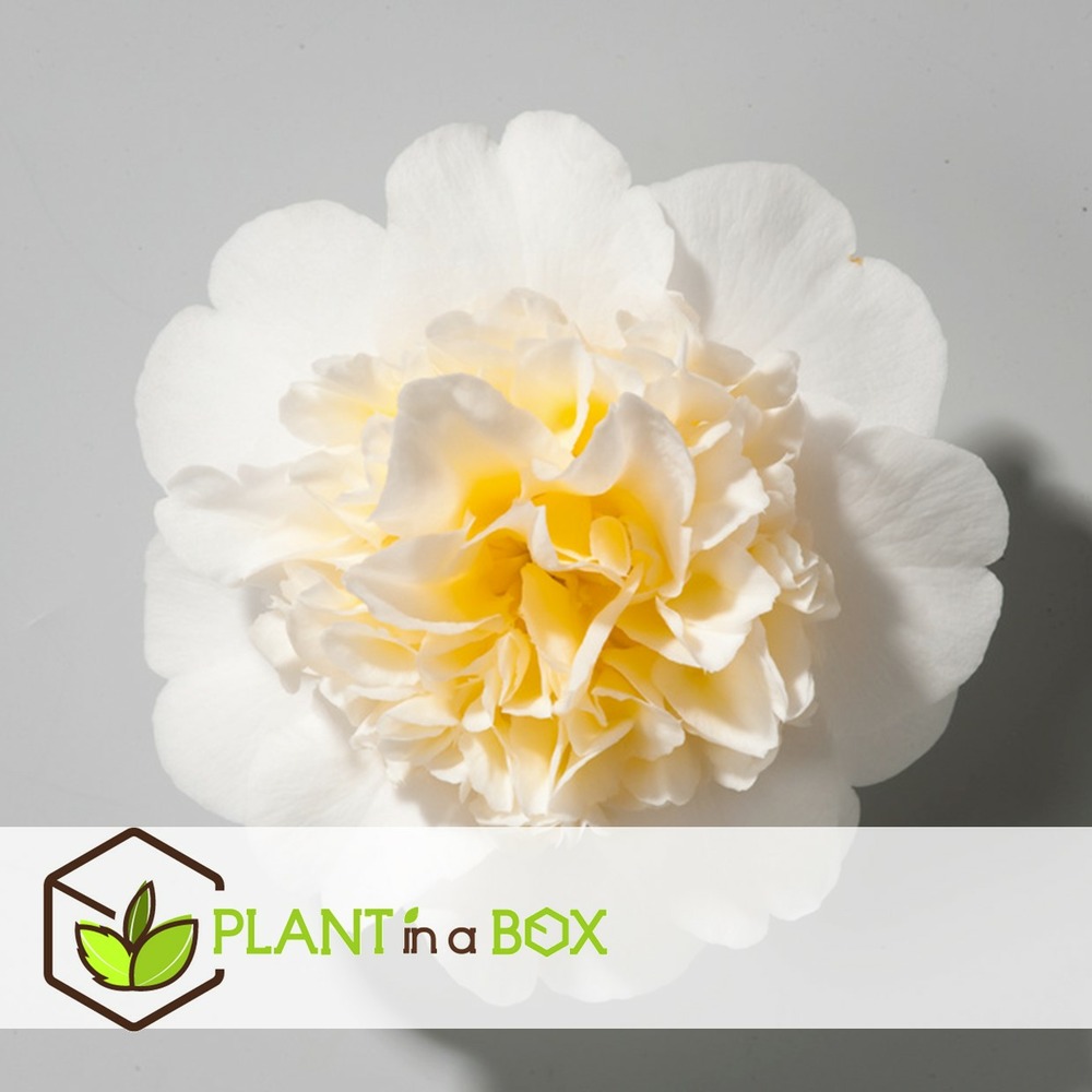 Camellia japonica brushfield's yellow - set de 2 - pot 15cm - hauteur 50-60cm