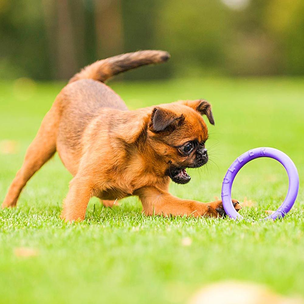 Jouet interactif pour très petits chiens chiots puller micro lot de 2 anneaux, entraînement, course, saut, tir, non toxique