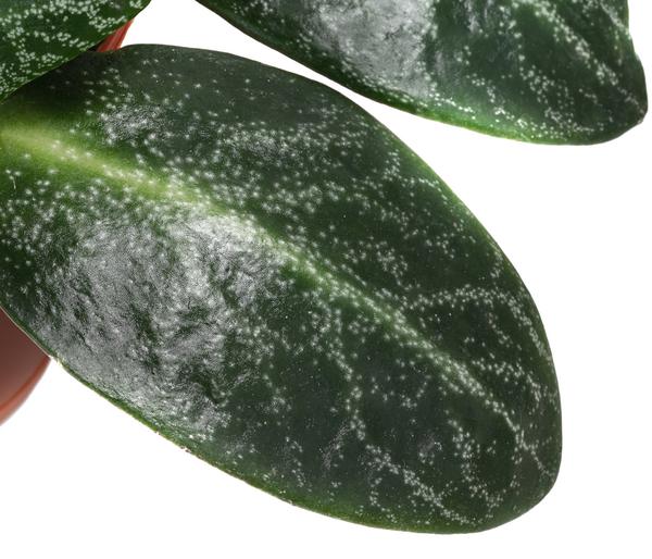 Bio Dickblatt - Crassula multicava