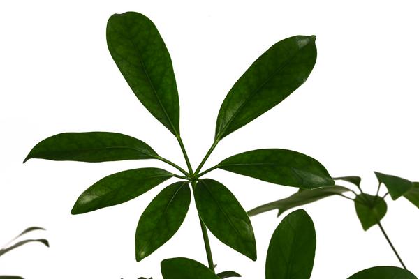 Strahlenaralie - Schefflera arboricola