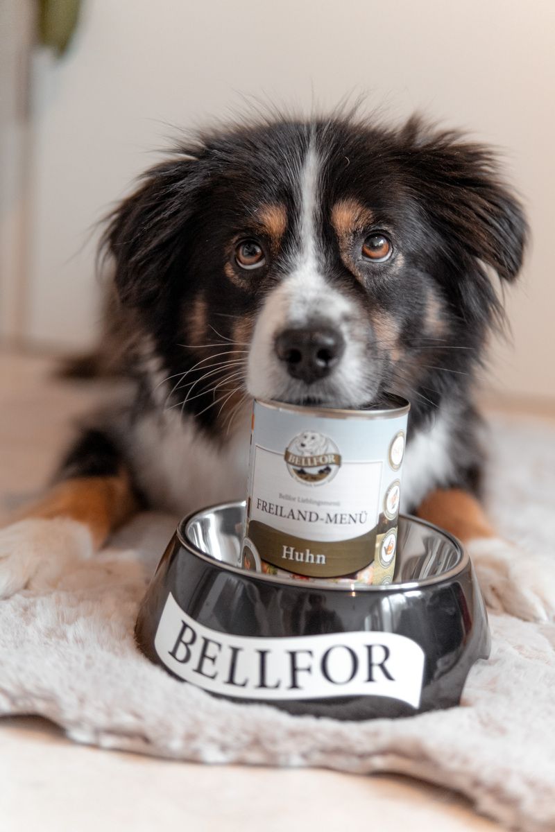 Bellfor Hundefutter Nass mit Huhn - Getreidefrei - Freiland-Menü