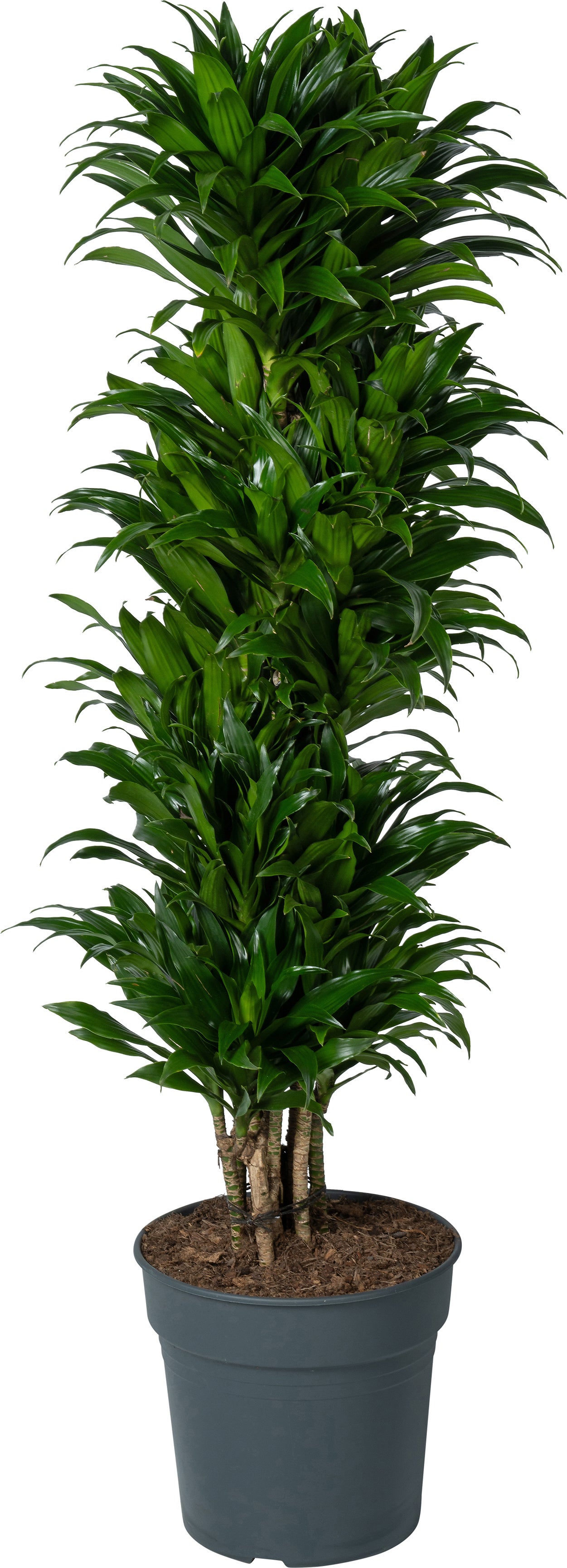 Drakenbloedboom (Dracaena fragrans 'Compacta') D 31 H 130 cm