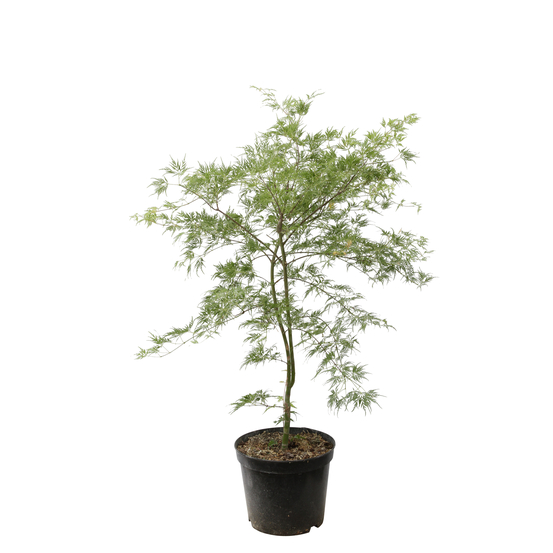Acer dissectum Emerald Lace : C7L