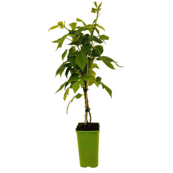 Framboisier 'Black Jewel' : pot de 1,5 litres