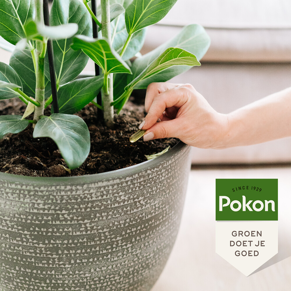 Pokon Biologische Kuur Voor Weerbare en Gezonde Planten Capsules12 stuks