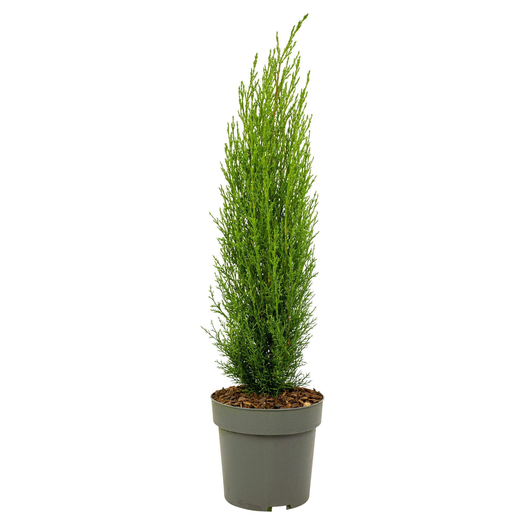 Cupressus sempervirens - cyprès de toscane - pot 19cm - hauteur 70-80cm