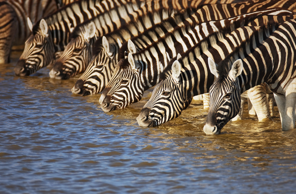 Akustikbild ZEBRAS AM FLUß 80x120cm, 7kg