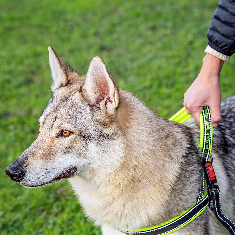 Ferplast harnais de type suédois pour chiens sport dog p large, adaptabilité parfaite, rembourrage souple, coutures