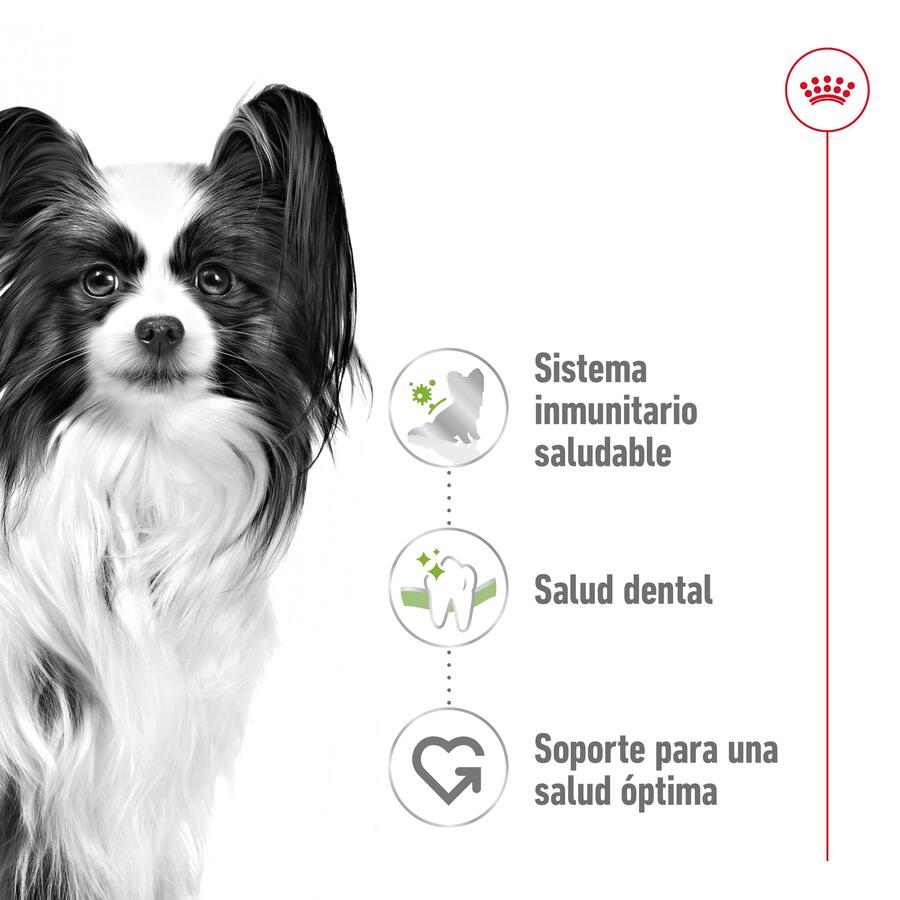 Ração Royal Canin X-Small para cães adultos