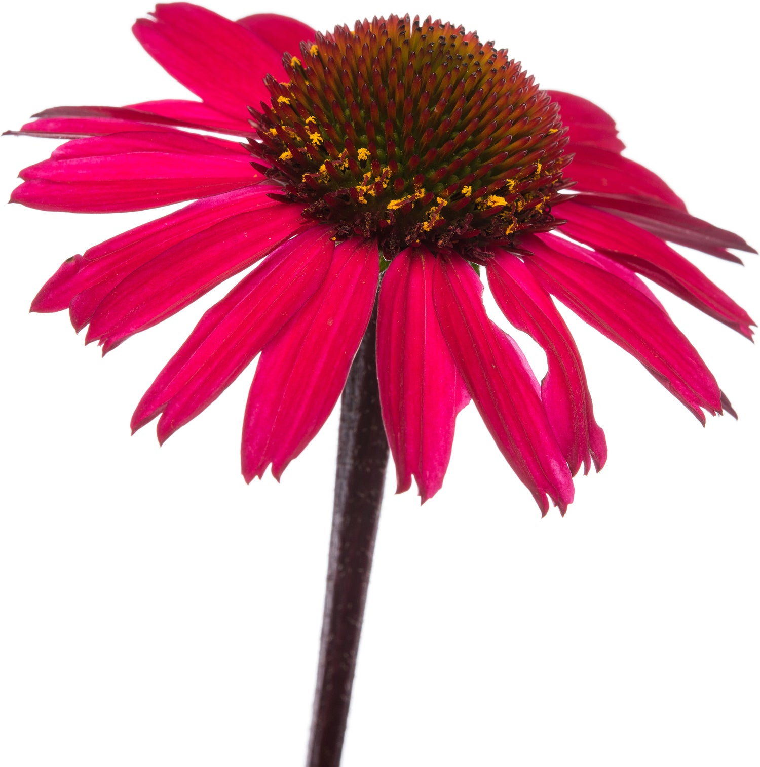 Zonnehoed (Echinacea purpurea 'Sensation Pink') D 11 H 10 cm