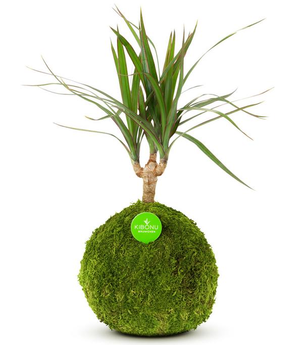 Kibonu Drachenbaum - Dracaena 'Galaxia'