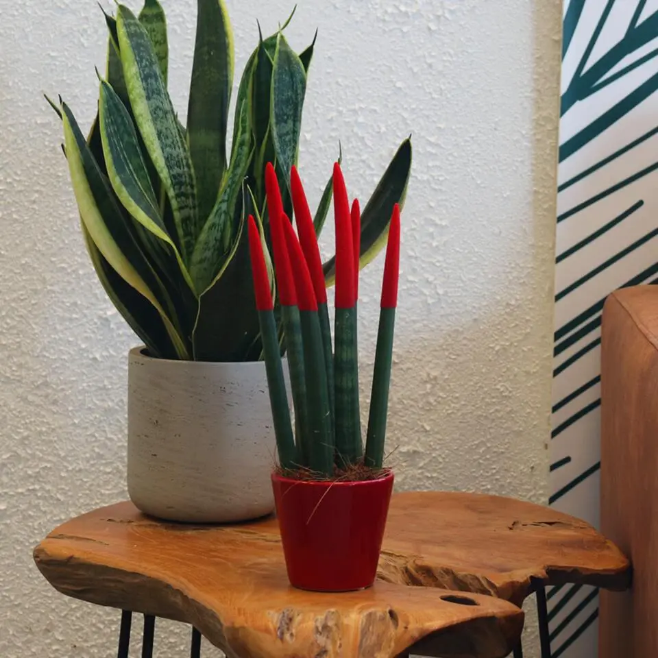 Afrikaanse Speerplant - Sansevieria cylindrica - Hoogte 20-40cm - Pot 9cm
