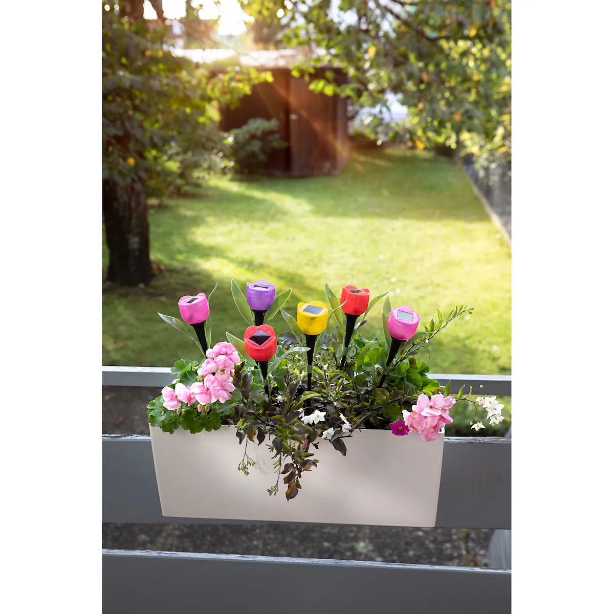 genialo - Solar-Tulpen 