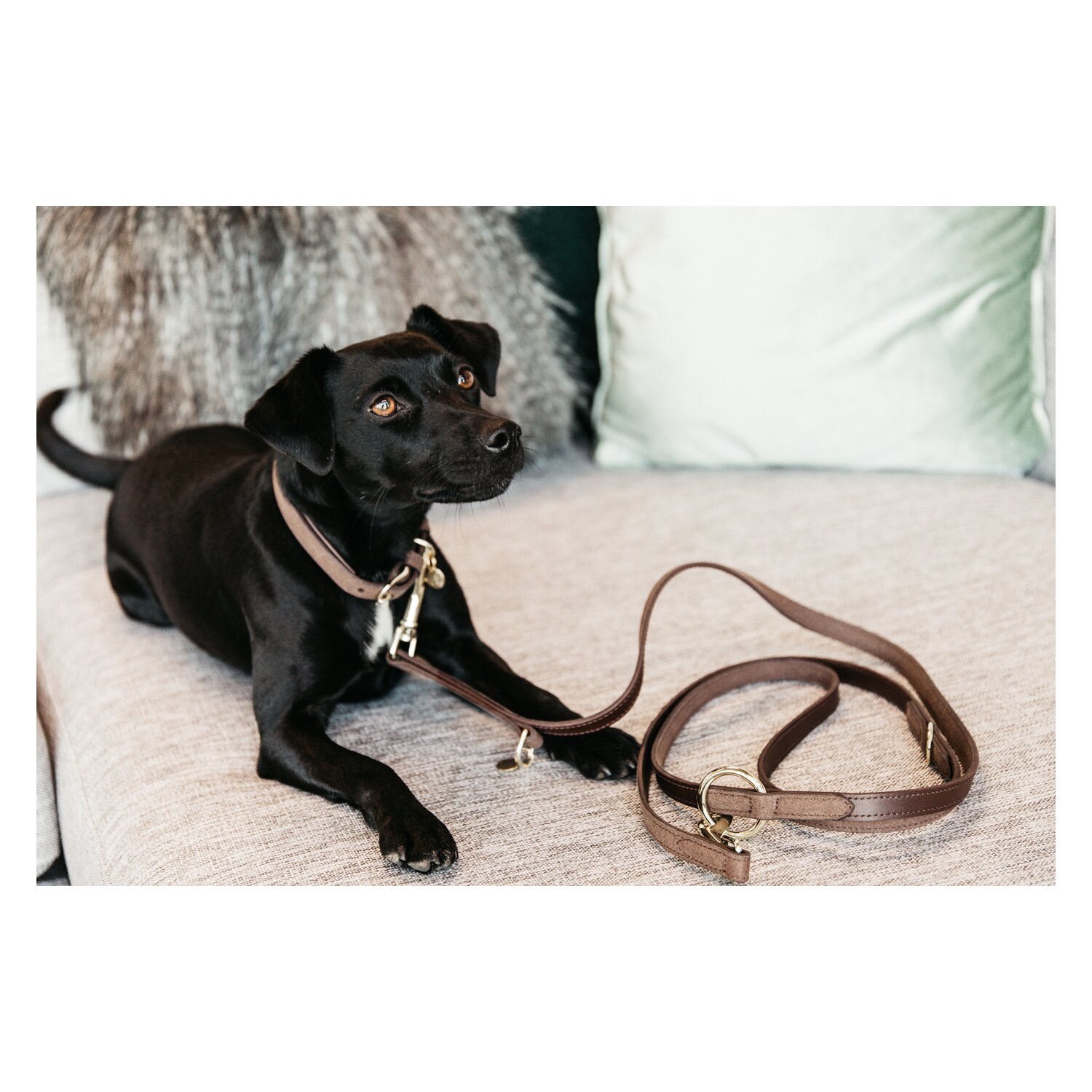 KENTUCKY DOGWEAR Hundeleine Velvet  - brown - 2M