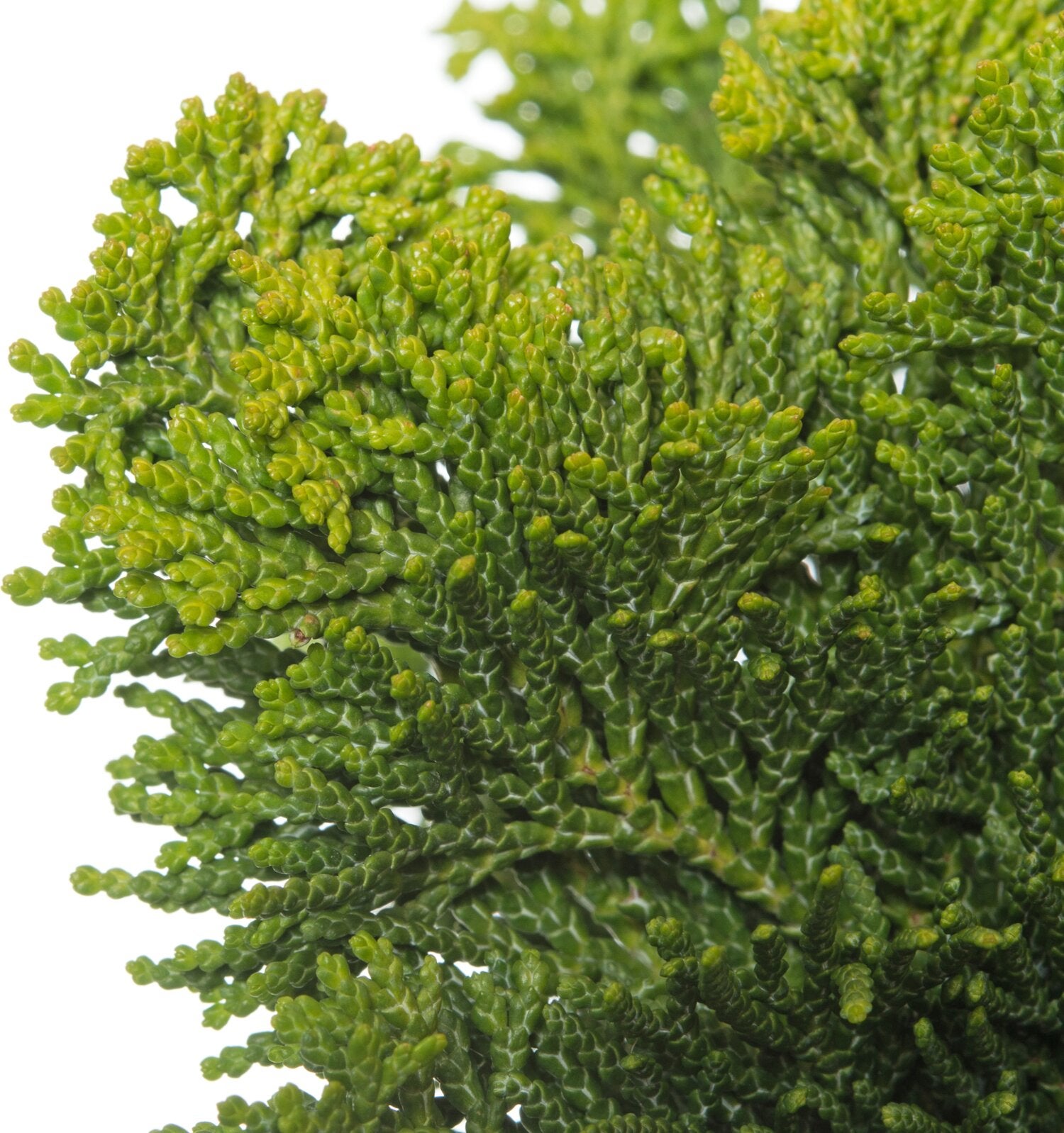 Dwergcipres op stam (Chamaecyparis obtusa 'Nana Gracilis') D 27 H 90 cm