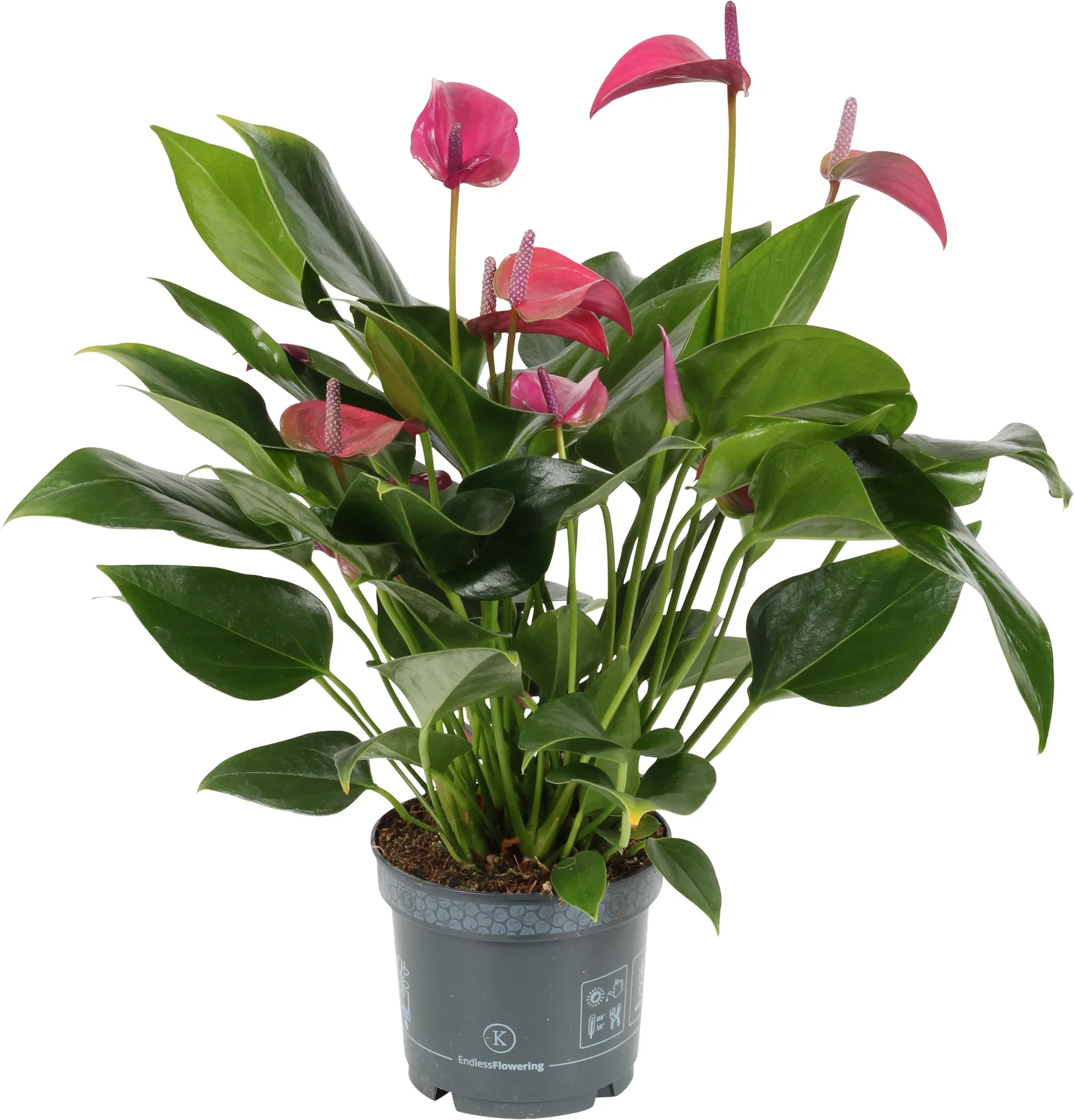 Anthurium (Andraeanum Group) JOLI ('Anthucoen') Flamingoblomst 'Jolie Pink' Høyde 45 cm