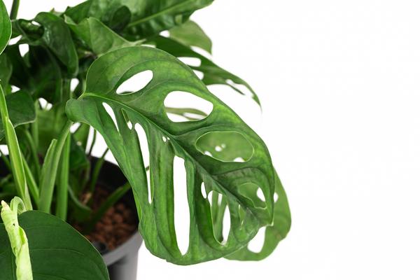 Fensterblatt - Monstera adansonii, Hydrokultur