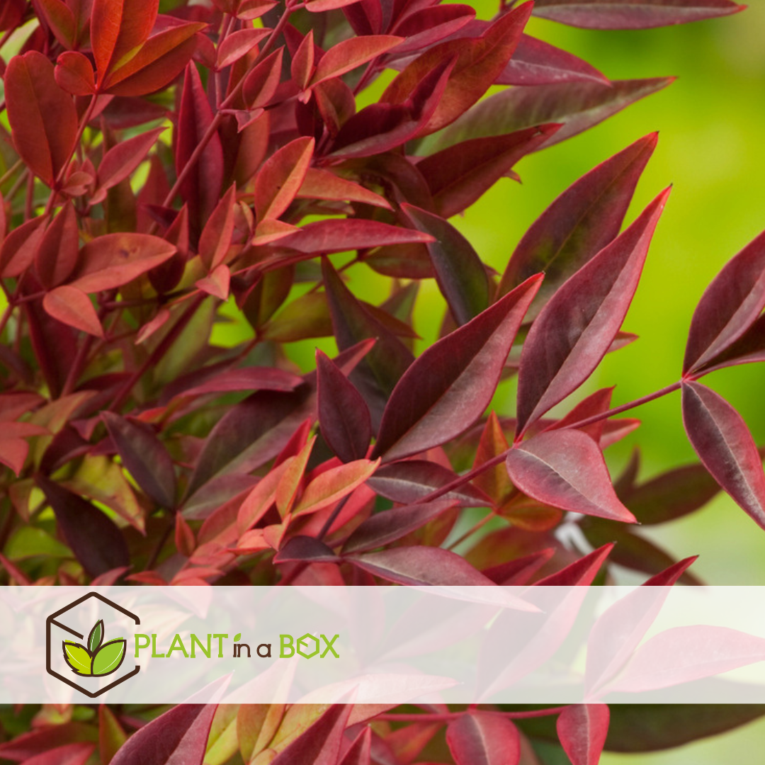 Nandina gulfstream - ensemble de 2 - pot 17cm - hauteur 25-40cm