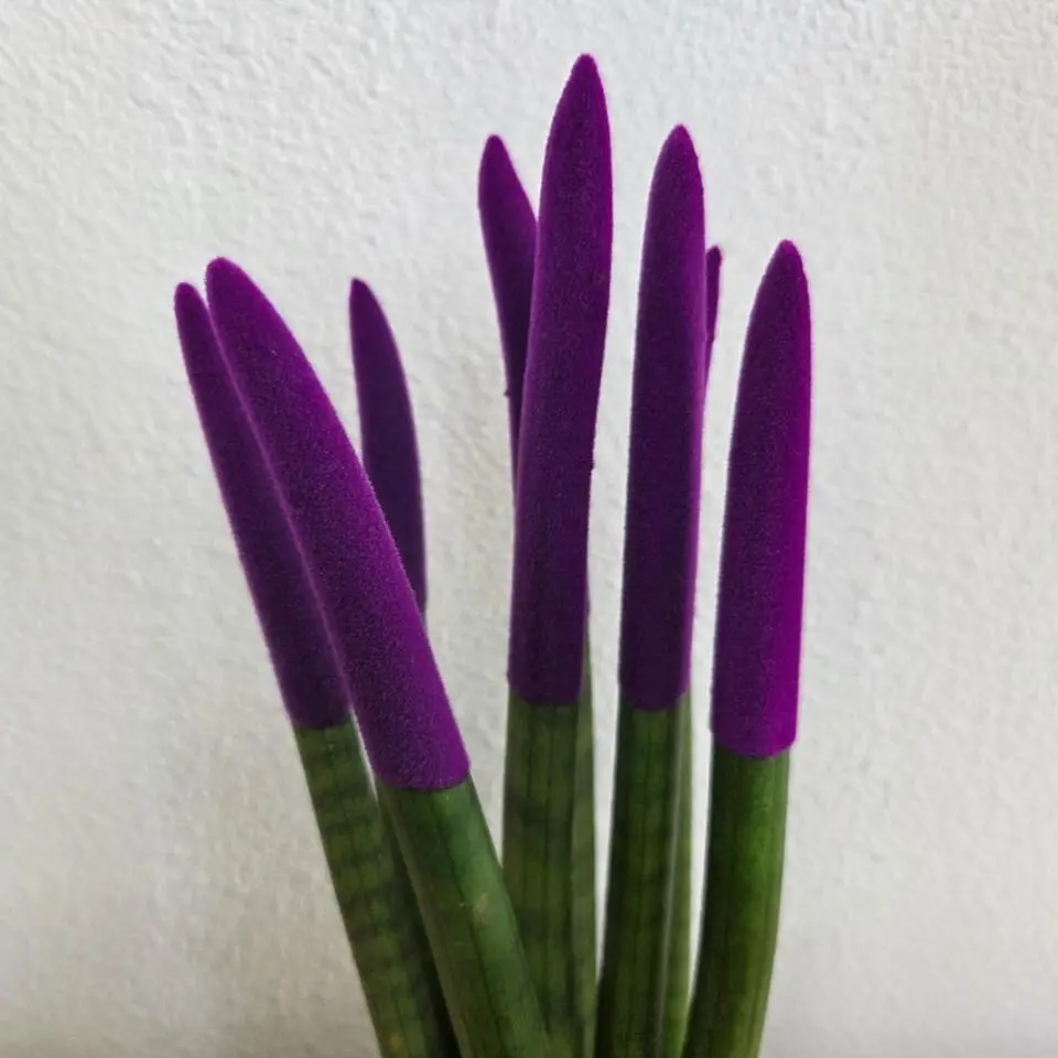 Afrikaanse Speerplant - Sansevieria cylindrica - Hoogte 20-40cm - Pot 9cm