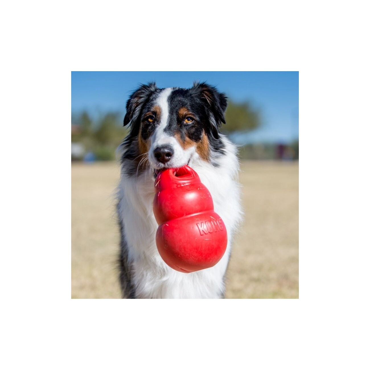 KONG Bounzer L