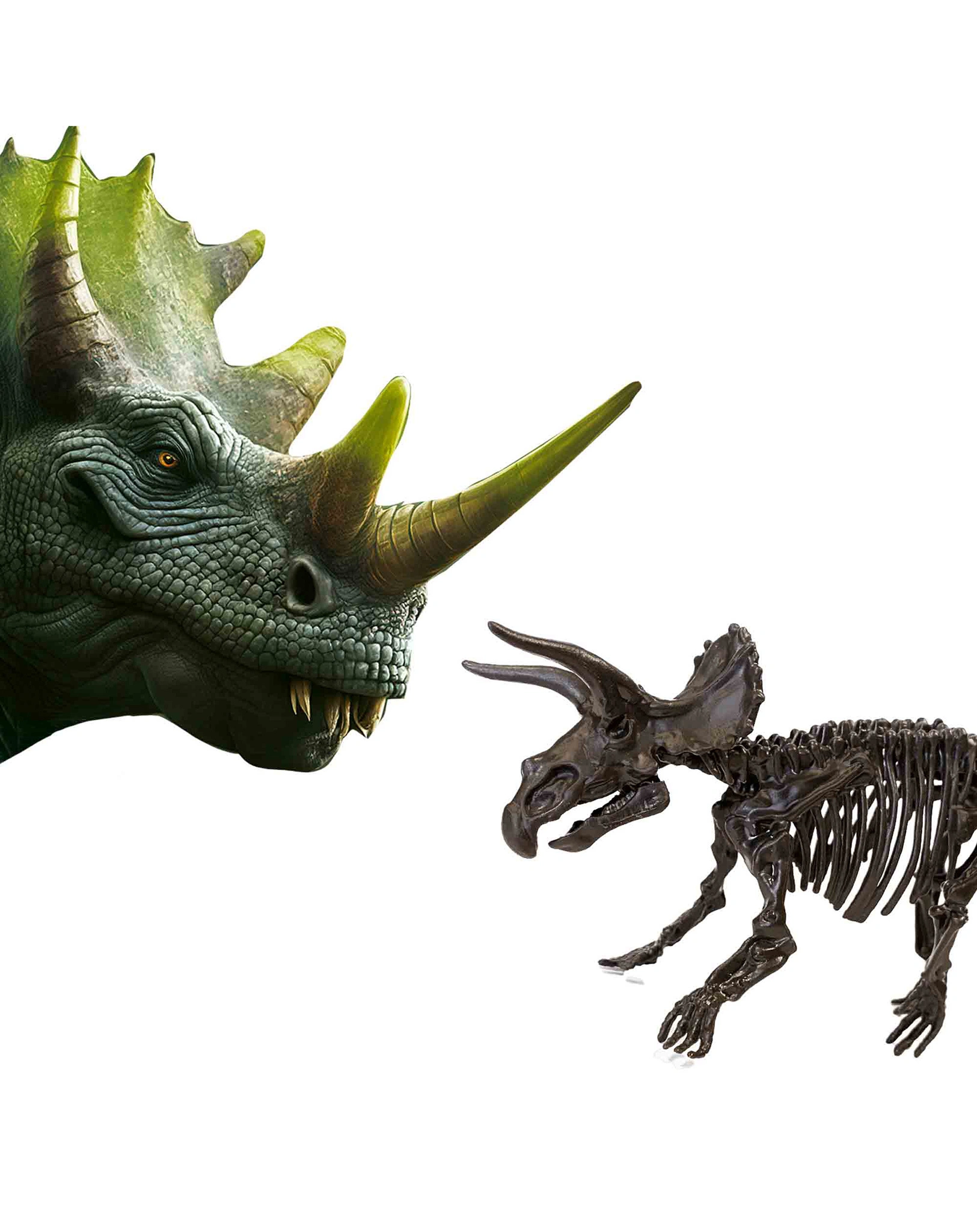 Ausgrabungsset EXPLORE - 2-in-1  TRICERATOPS