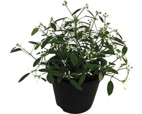 Magic Snow variëteiten FloraSelf Euphorbia hypericifolia/ Chamaesyce hypericifolia Ø 12/13 cm pot