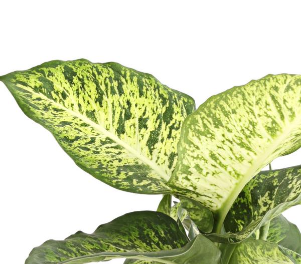 Dieffenbachie - Dieffenbachia 'Mars'