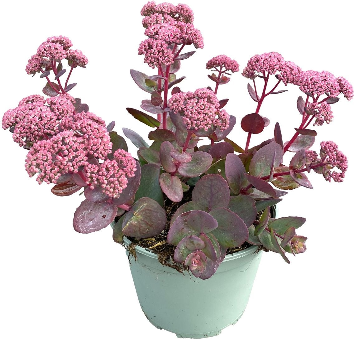 Hemelsleutel (Sedum spectabile 'Seduction Cherry') D 17 H 40 cm