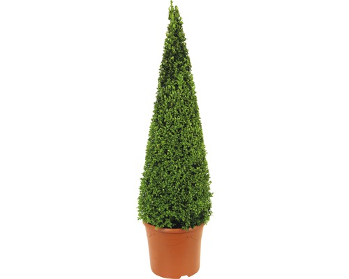 Buxuspiramide FloraSelf Buxus sempervirens H 90-105 cm Co 12 L