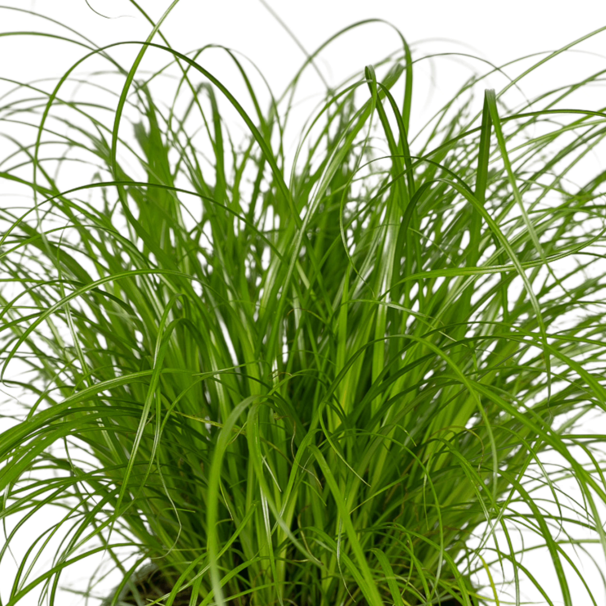 Plante d'intérieur - herbe à chat - lot de 4 plantes - coffret cadeau 20.0cm