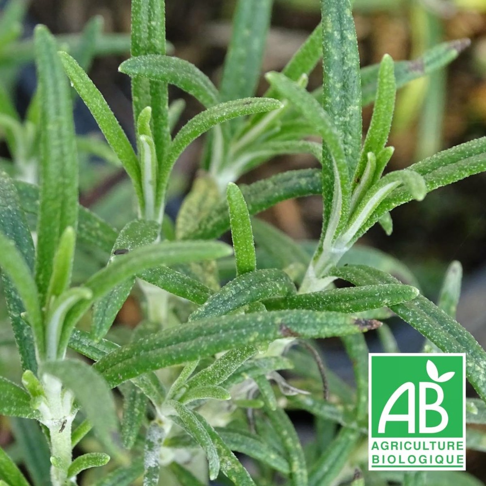 Romarin officinalis bio/rosmarinus officinalis[-]lot de 3 godets