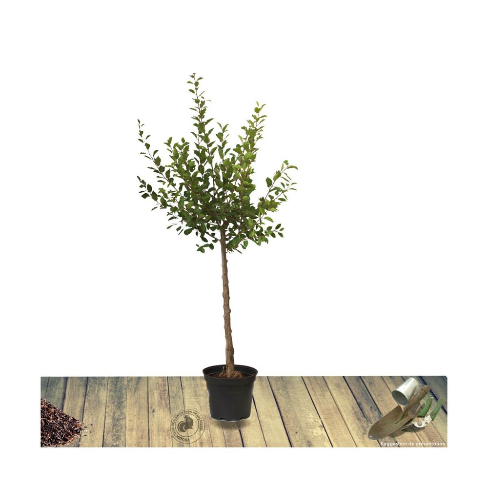 Pêcher persica amsden syn. Mayflower/prunus persica amsden syn. Mayflower[-]pot de 10l - gobelet 2 ans
