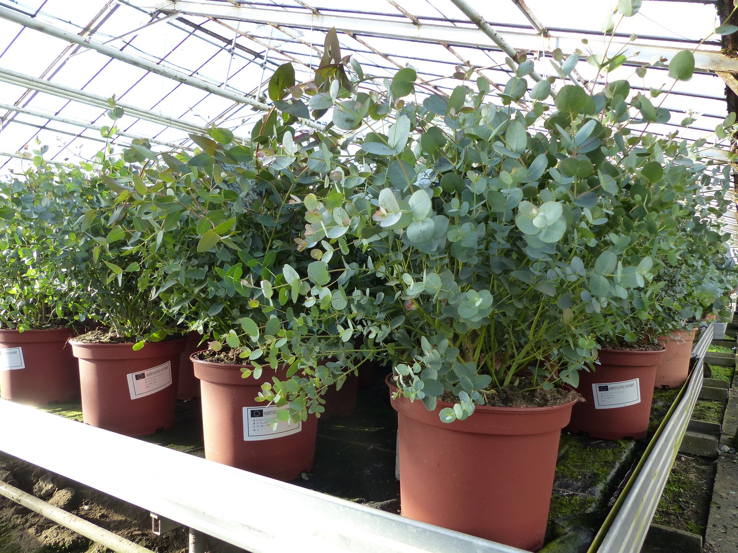 XXL Eucalyptus Gunni Gunnii Bush Eucalyptusboom 80 - 100 cm, Winterharde plant