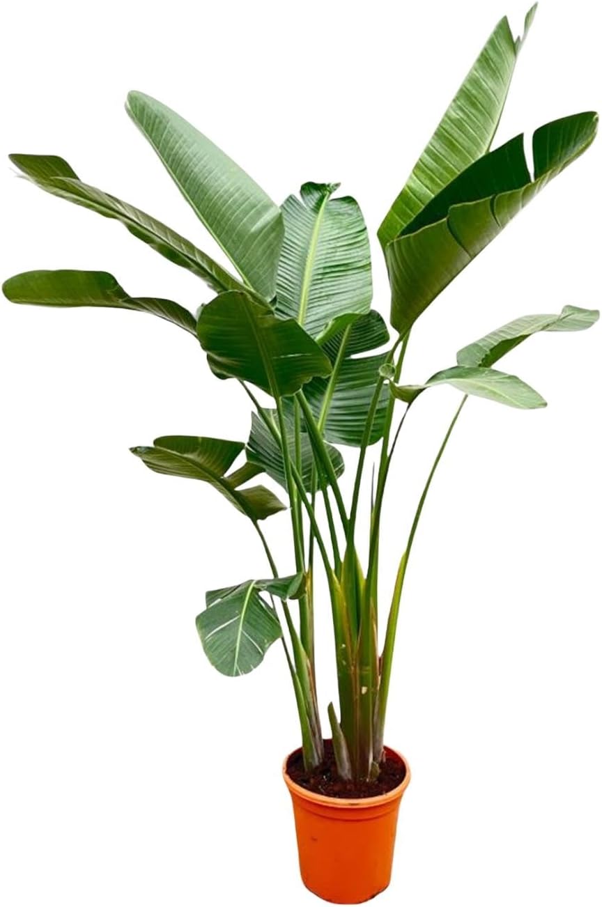 Strelitzia Augusta XXL - 225-250cm - Ø38cm - Zimmerpflanze - Immergrün