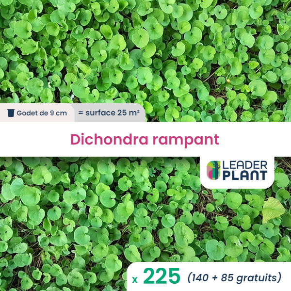 225 x dichondra rampant en godet