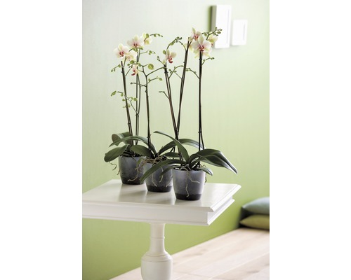 Orchideeënpot Elho Brussels Ø 12,5 cm transparant