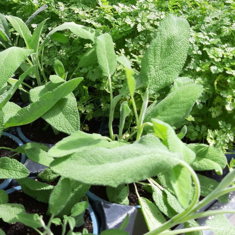 Plant sauge officinale bio