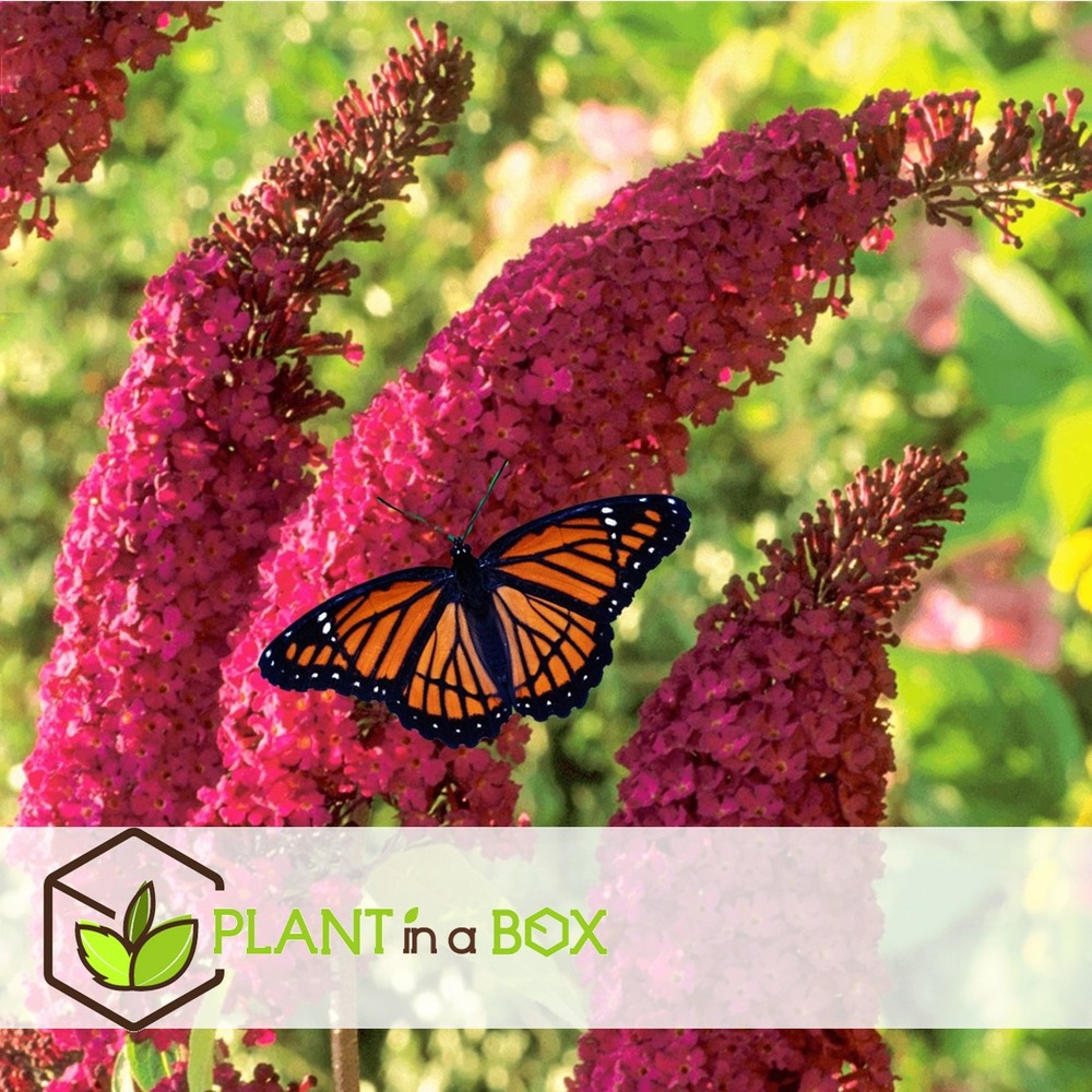 Buddleja davidii royal red - set de 4 - buddleia - pot 17cm - hauteur 30-40cm