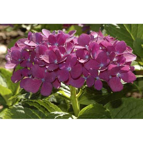 Hydrangea 'Ayesha', ctr 3 L