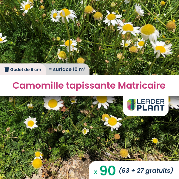 90 x camomille tapissante - matricaire gazonnante en godet