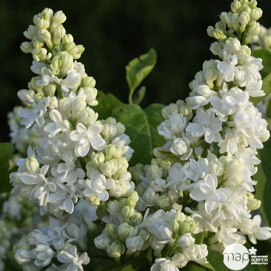Syringa varié en 1/2 tige : pot 15 litres