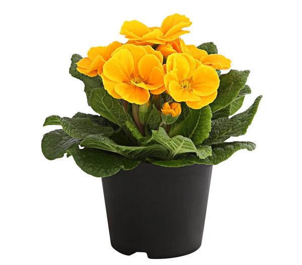 Primel, verschiedene Farben