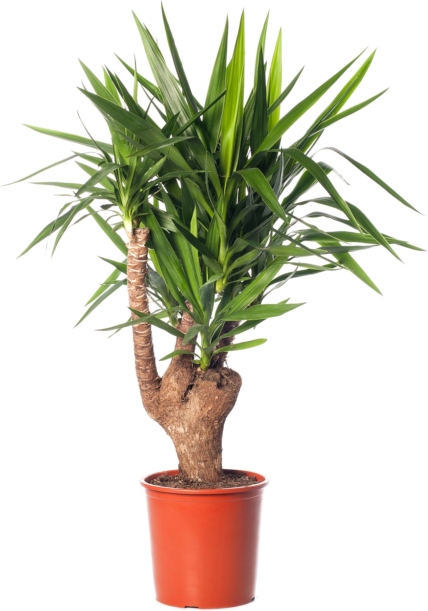 Yucca vertakt (Yucca elephantipes) D 27 H 110 cm